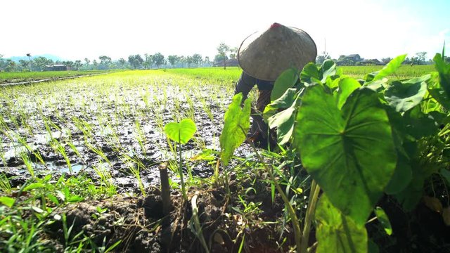Rural farm worker planting rice seedlings in fertile soil Java South East Asia