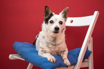 Small mongrel dog on a white chair looking straight ahead with a dark red background