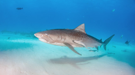 Fototapeta premium Tiger shark with a closed eye at Tigerbeach, Bahamas