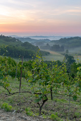 Fototapeta na wymiar A grapevine in Piedmont, Italy, at sunrise