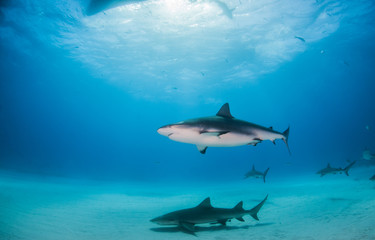 Obraz premium Lemon shark and Caribbean reef sharks at the Bahamas