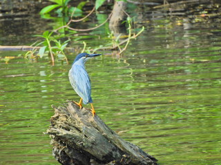 bird, heron, nature, water, wildlife, egret, animal, white, lake, green, blue, wild, pond, feathers, beak, birds, black, great blue heron, river, feather, blue heron