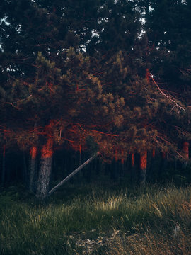 Last light in the forest
