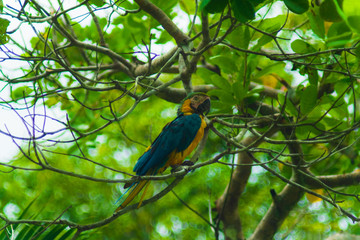 Blue Macaw
