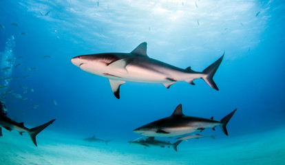 Caribbean reef shark at the Bahamas