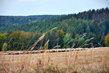 Weidende Schafherde im Erzgebirge