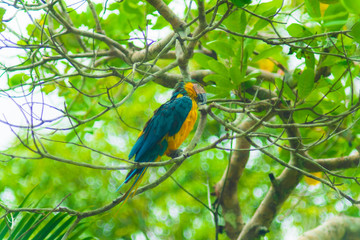 Blue Macaw on Amazon forest