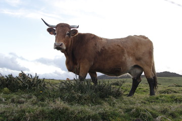 VACA RAZA RUBIA GALLEGA 
