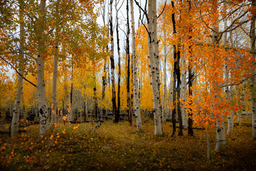 Gorgeous forest of birch and aspen trees with bright vivid autumn leaf color during the day in...