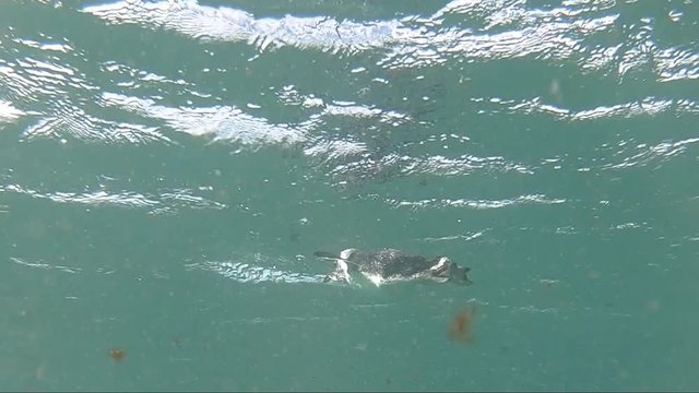 Penguin in surf above and below water