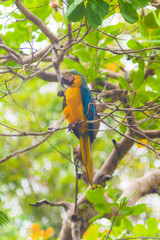 Blue Macaw on Amazon forest