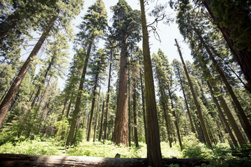 trees in the forest