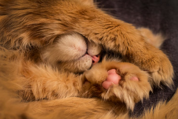 Sleeping cat. Red Maine Coon. Portrait. Pink nose.