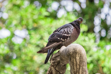 A wild city dove brown color perched on a marble fountain looking at camera.