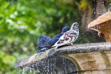 Three city doves - pigeons taking a bath perched on water fountain in Italy.
