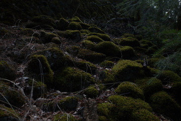 forest with ray of light