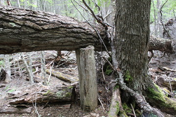 Tree  held  by  a  small  trunk