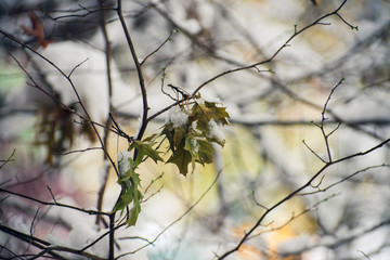 Oak leaves in branches covered in snow