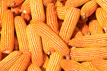 Golden corn