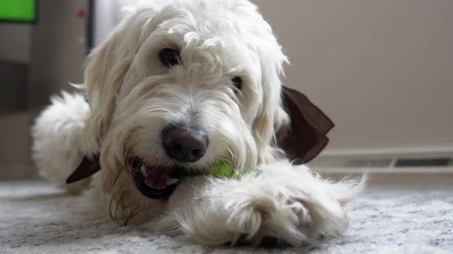 Cute and happy white dog playing with his toy. Dog chewing his toy. Medium shot.
