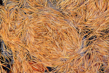 dry pine needles on surface of water