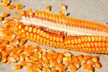 Golden corn
