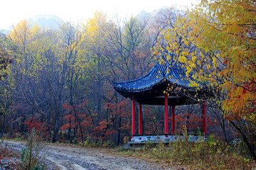 pavilion in woods