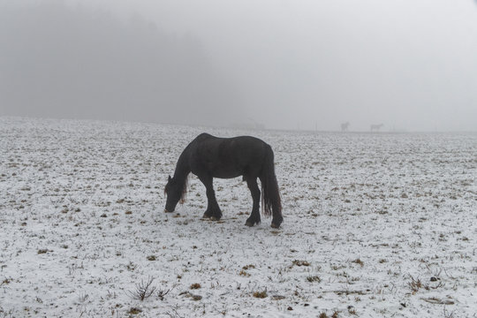 Pferde im Nebel auf Winterweide