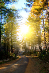 Fototapeta premium Forest road in the autumn