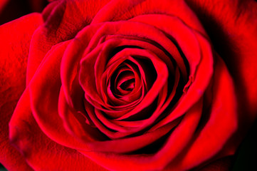 Close up of a vibrant red rose