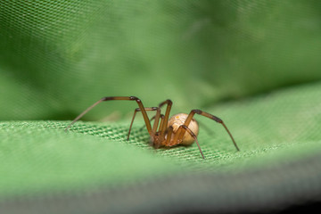 Brown widow spider make sac for its eggs