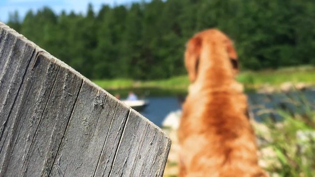 Viszla dog sitting on the jetty watching man and boy in boat, rack focus, focus shift