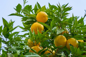 Mandarins are growing on a tree branch with green leaves, against a clear blue sky.    
