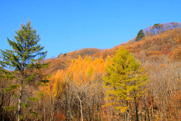 Fototapeta premium dry trees under blue sky