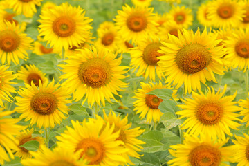 Fototapeta na wymiar Colorful sunflowers in the field.