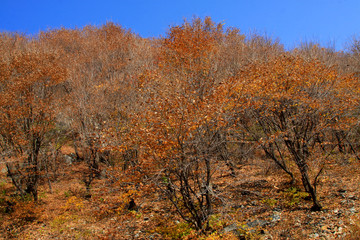 dry trees under blue sky