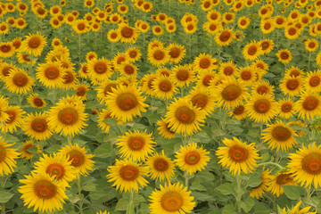 Colorful sunflowers in the field.