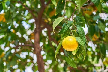 Mandarins are growing on a tree branch with green leaves, against a clear blue sky.    