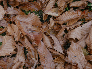background of dry leaves