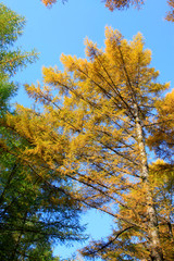 Pine branches in the sky