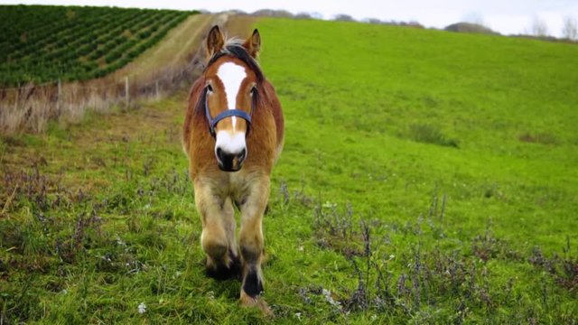 A Danish Jutland Draft Horse On A Field Walking Towards The Camera In Slow Motion