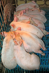 young pig crowded together to sleep in a farm