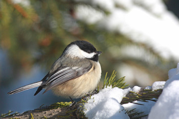 A Black-capped Chickadee fluffed up against a winter snow © JOAN