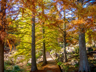 【静岡県伊豆市】秋の公園の遊歩道【修善寺虹の郷】