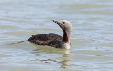 Red-throated Loon