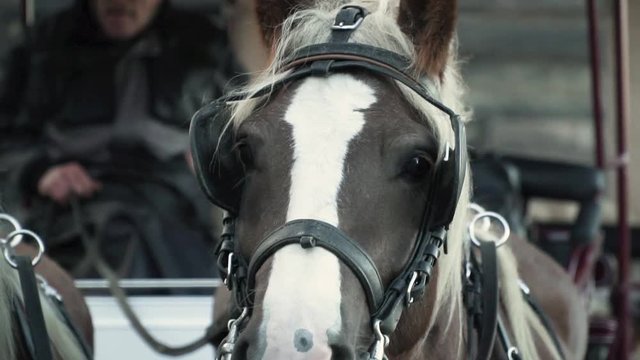 Close up of horse's face on a coach