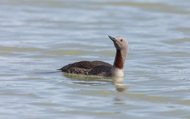 Red-throated Loon