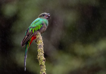 Resplendent Quetzal in Costa Rica 