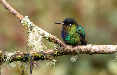 Fototapeta premium Fiery-throated Hummingbird in Costa Rica 