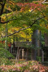 秋の日本庭園
